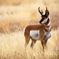 Pronghorn HD Wallpapers