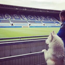 Racing Club de Strasbourg Alsace : Hatchi un fan qui a du chien