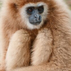 Lar Gibbon Primate Ultra HD Desktop Backgrounds Wallpapers for
