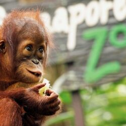 Orangutan Wallpapers 20