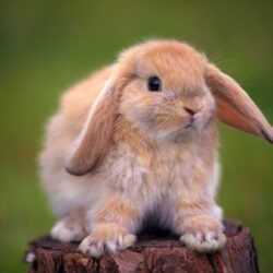 Rabbit HD Wallpapers