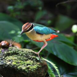 Birds: Snail Animals Birds Nature Bird Snails Wallpapers With And