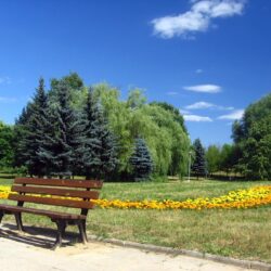Misc: Romania Bucharest Park Cloud Bank Blue Sky Summer Tree Flower