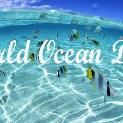 World Ocean Day Under Ocean Fish Hd Wallpapers