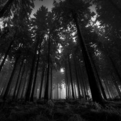 Forest Wallpapers Black And White Download 44585 HD Pictures