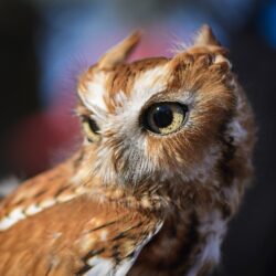 Download wallpapers owl, predator, bird, eyes hd backgrounds