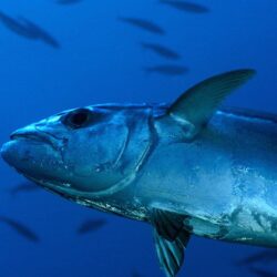 Tuna Tag wallpapers: Underwater Fishes Tuna Sea Fish Ocean