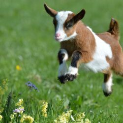 Baby goat wallpapers