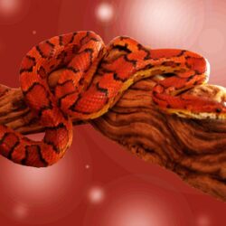 Exotic Snake HD Wallpapers