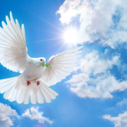 Peace Dove Wallpapers 3