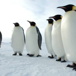 Baby Penguin Wallpapers Group