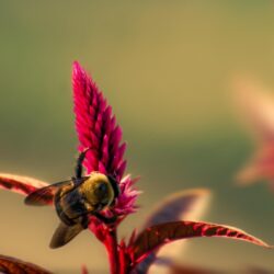 Bumble Bee Insect Ultra HD Desktop Backgrounds Wallpapers for