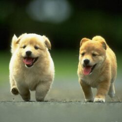 Chow Chow Wallpapers Download Free