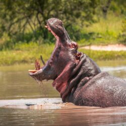 Hippo Wallpapers 5
