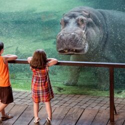 Hippopotamus Wallpapers