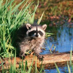 Cute raccoon in the grass HD Wallpapers