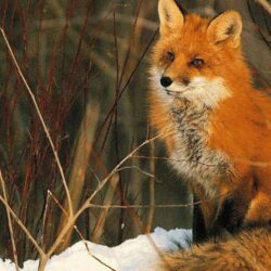 Beautiful red fox Wallpapers