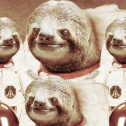 Animals For > Sloth In Space Wallpapers