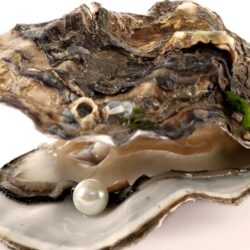Best 51+ Oyster Wallpapers on HipWallpapers