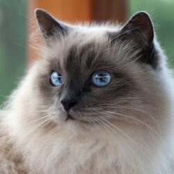 cat cat white mustache sacred burma burmese rock blue