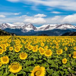 Denver Colorado Sunflowers Wallpapers ~ Chad Ulam Photography