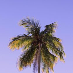 Best 500+ Coconut Tree Pictures [HD]