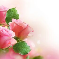Green Rose Wallpapers Hd Base PX ~ Wallpapers Roses