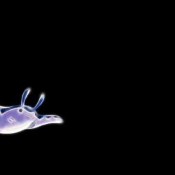Games: Mantine Pokemon Wallpapers Wide for HD 16:9 High