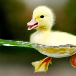 Duck Wallpapers For Laptops