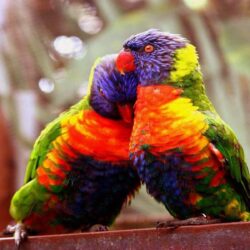 Wallpapers For > Sweet Love Birds Wallpapers