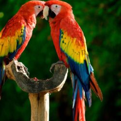 Parrot Wallpapers 211.1 Kb