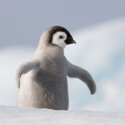 Baby Penguin, Antarctica HD desktop wallpapers : High Definition