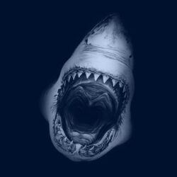 Great White Shark desktop PC and Mac wallpapers