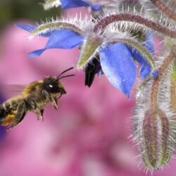 Hovering Honey Bee Wallpapers