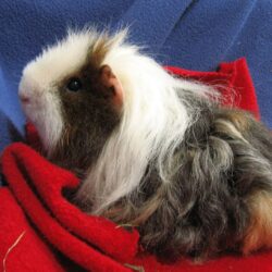 Pictures HD Wallpapers Guenia Pig Wallpapers Guinea Pig 1024×768