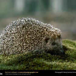 Hedgehog Picture, Hedgehog Desktop Wallpaper, Free Wallpapers