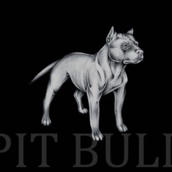Pit bull wallpapers wallpapers