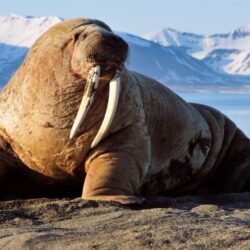 Walrus backgrounds wallpapers