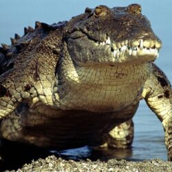 Desktop Wallpapers · Gallery · Animals · Crocodile Alligator