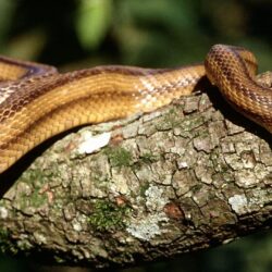 Desktop Anaconda Snakes Image