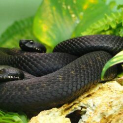 Black Mamba Snake Wallpapers