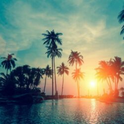 60+ Palm Tree Wallpapers