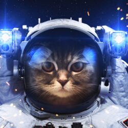 Astronaut Cat, HD Others, 4k Wallpapers, Image, Backgrounds, Photos