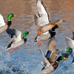 Mallard Duck Wallpapers