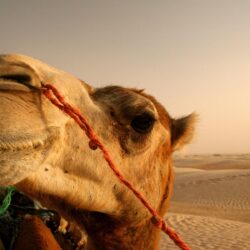 Camel HD Wallpapers