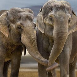 Cute Elephant desktop Wallpapers Pics free download