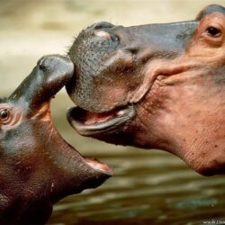 Desktop Wallpapers » Animals Backgrounds » Hippopotamus Kiss » www