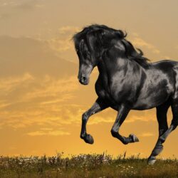 Horse wallpapers