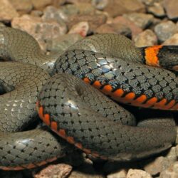 Python Snake Wallpapers Anaconda Wallpapers – Kargo