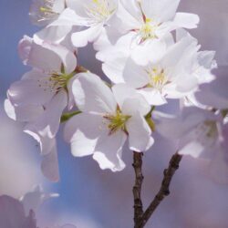 Free Android Cherry Blossom Wallpapers iPhone
